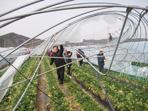 쌍책 돌풍피해지역 현장방문 및 복구지원0